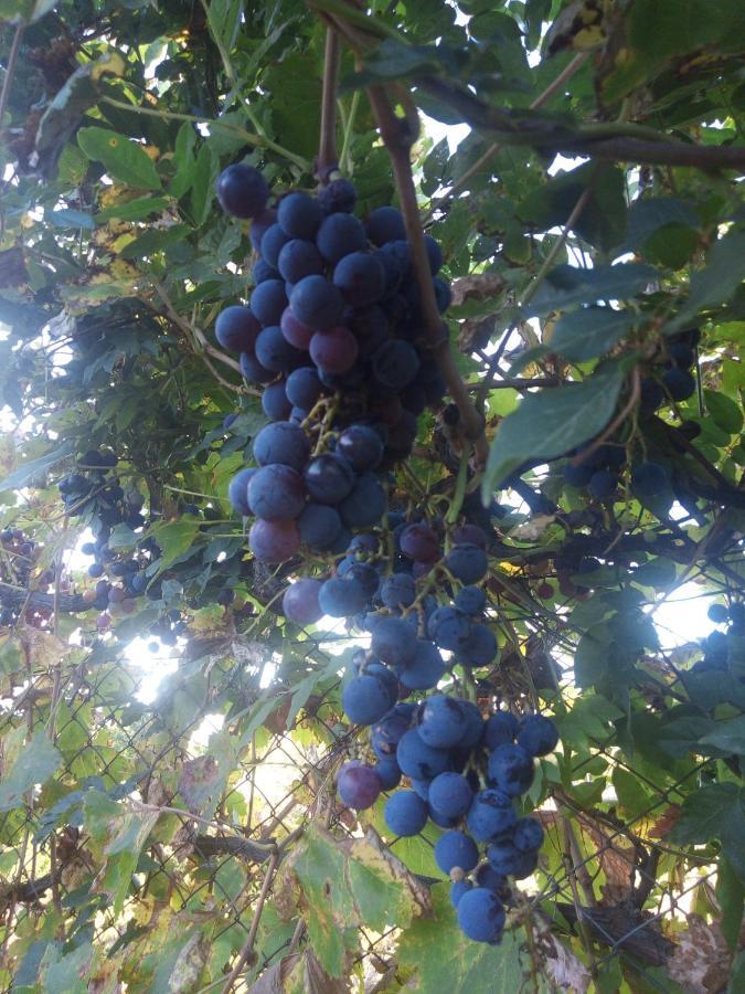 Loft Los Cerezos En Vistalba, Zona De Vinedos Y Bodegas Lujan de Cuyo Dış mekan fotoğraf