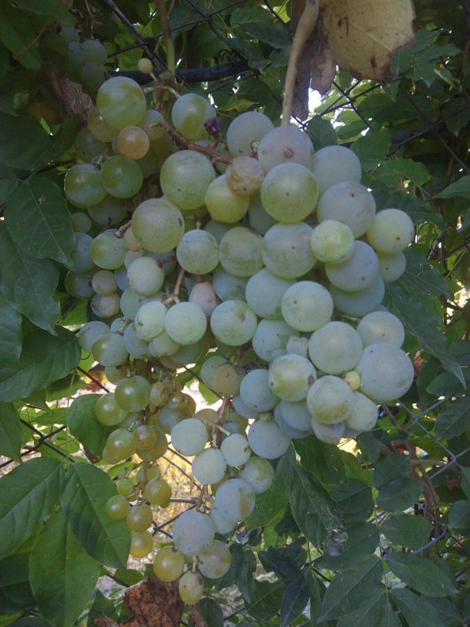Loft Los Cerezos En Vistalba, Zona De Vinedos Y Bodegas Lujan de Cuyo Dış mekan fotoğraf